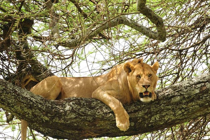 10 Day Rwanda and Uganda Safari
