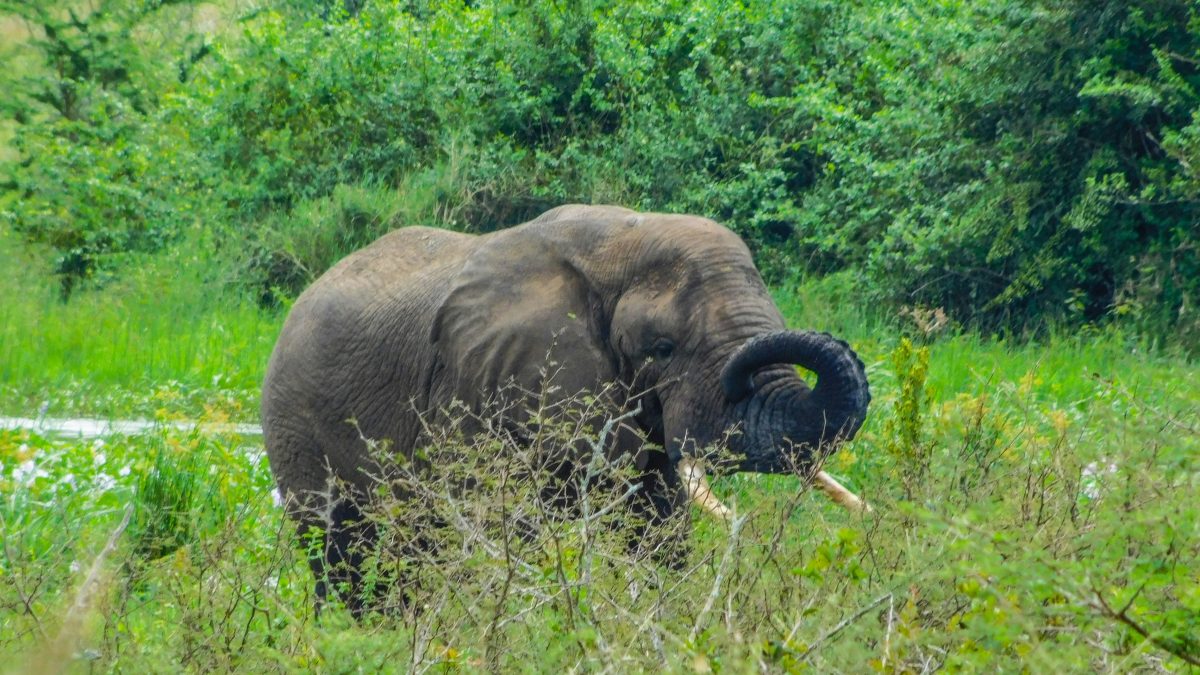big five in Rwanda