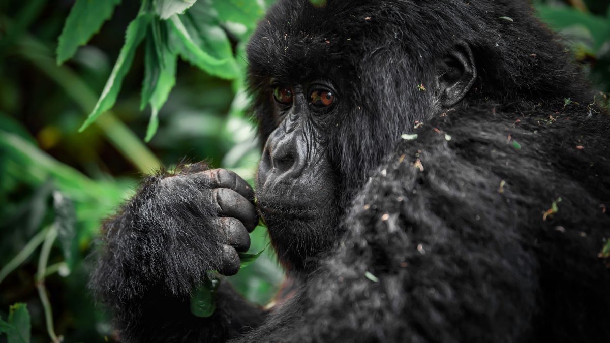 Why Visit Uganda