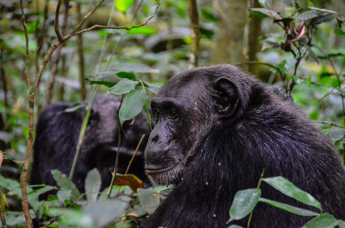 3 Days Chimpanzee Trekking Safari