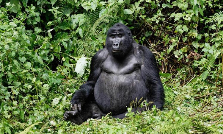 8 Day Uganda Safari from Kigali