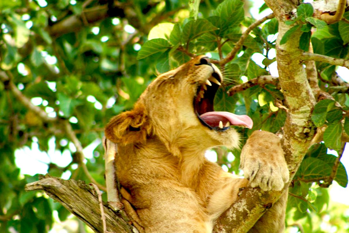 6 Days Murchison Kibale Queen