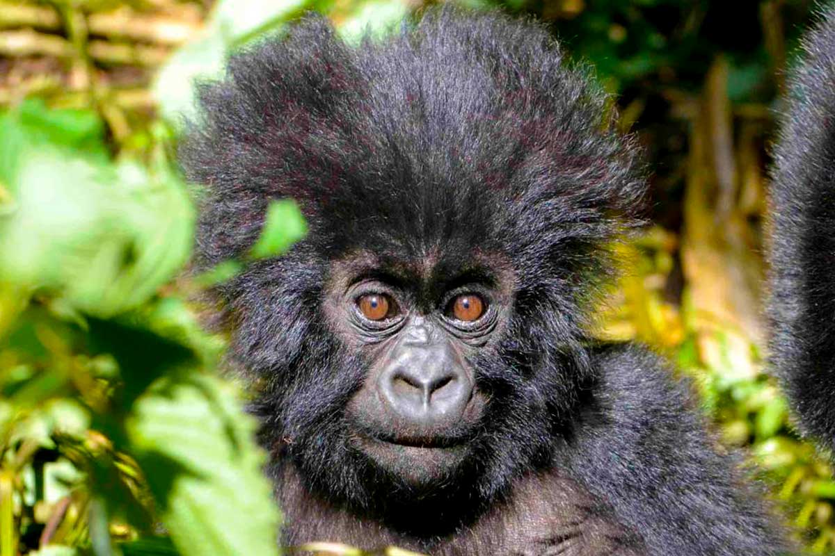 Gorilla Trekking Tours in Uganda