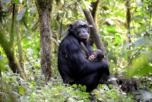 Chimpanzee Trekking Rwanda