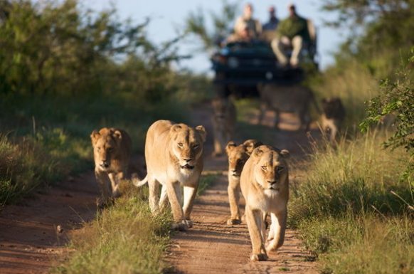 8 Days Best Uganda Safari