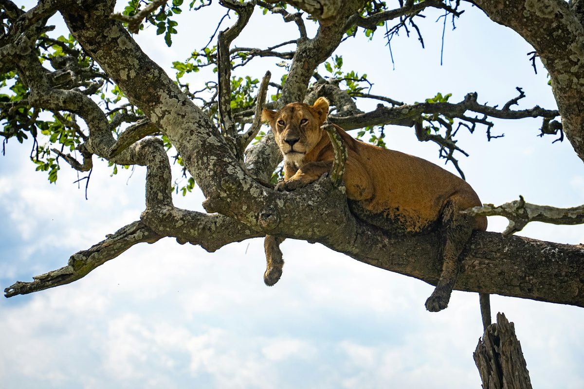 4 Days Queen Elizabeth Safari