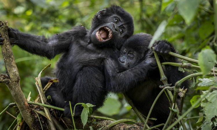 3 Day Mgahinga gorilla trekking safari
