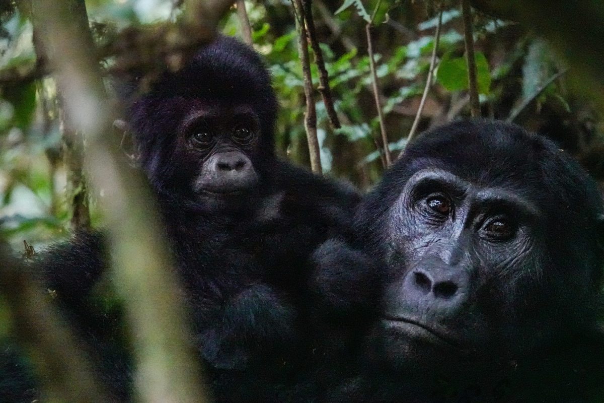5 Days Gorilla Trekking Tour