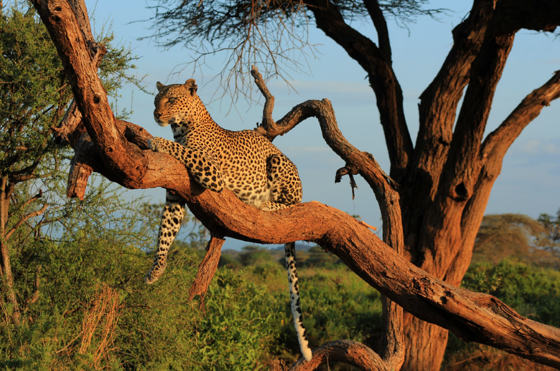 16 days pearl of Africa safaris