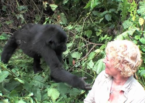 Gorilla Habituation Experience